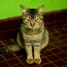 A domestic cat at the home stay